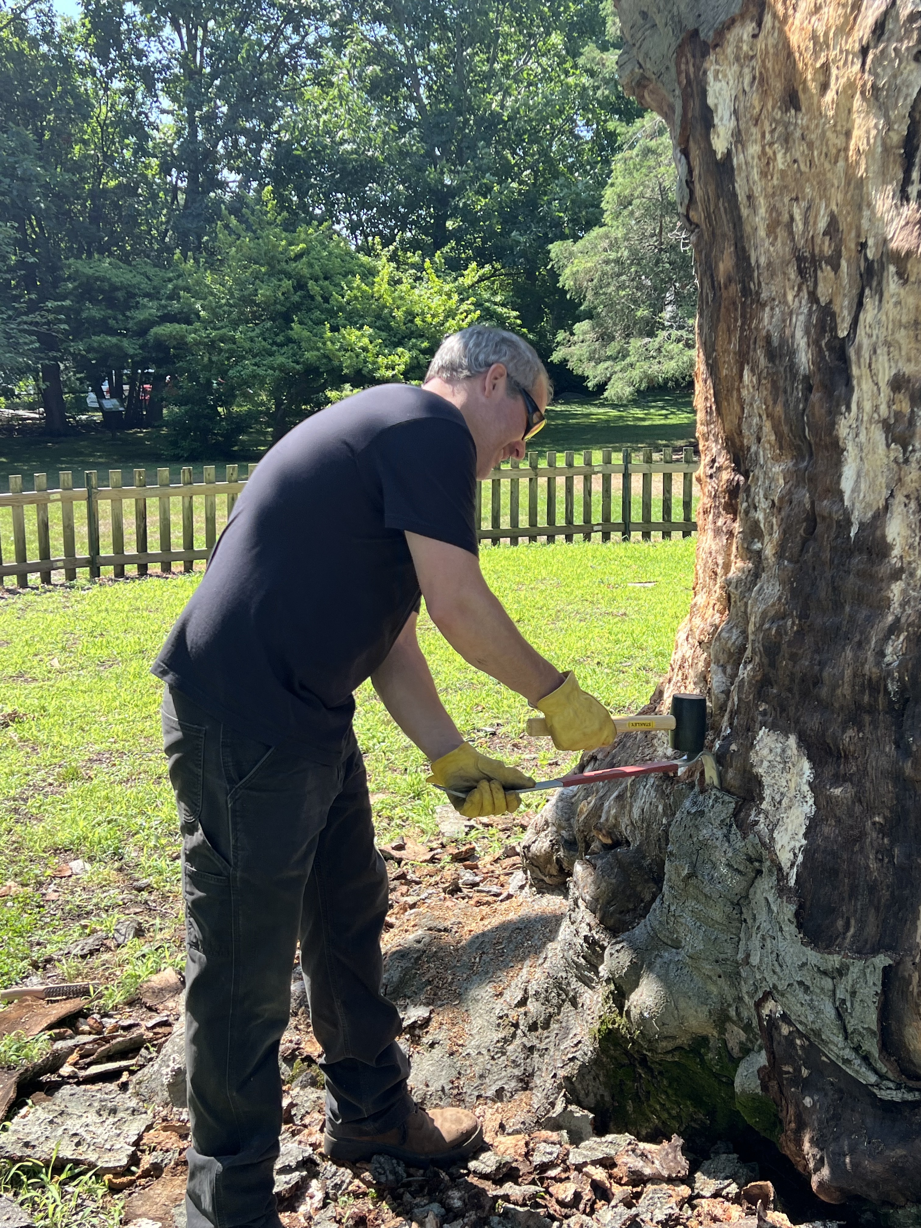 Sculptor Anthony Heinz May working on the Weaver Library beech tree.