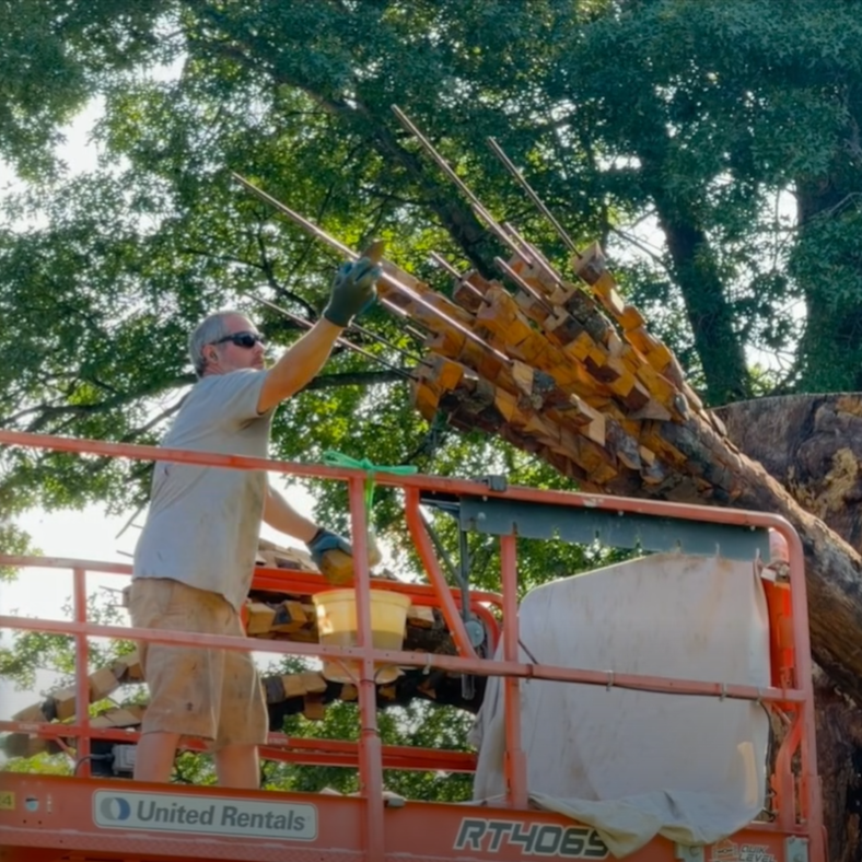 Anthony Heinz May reattaches limbs to tree sculpture