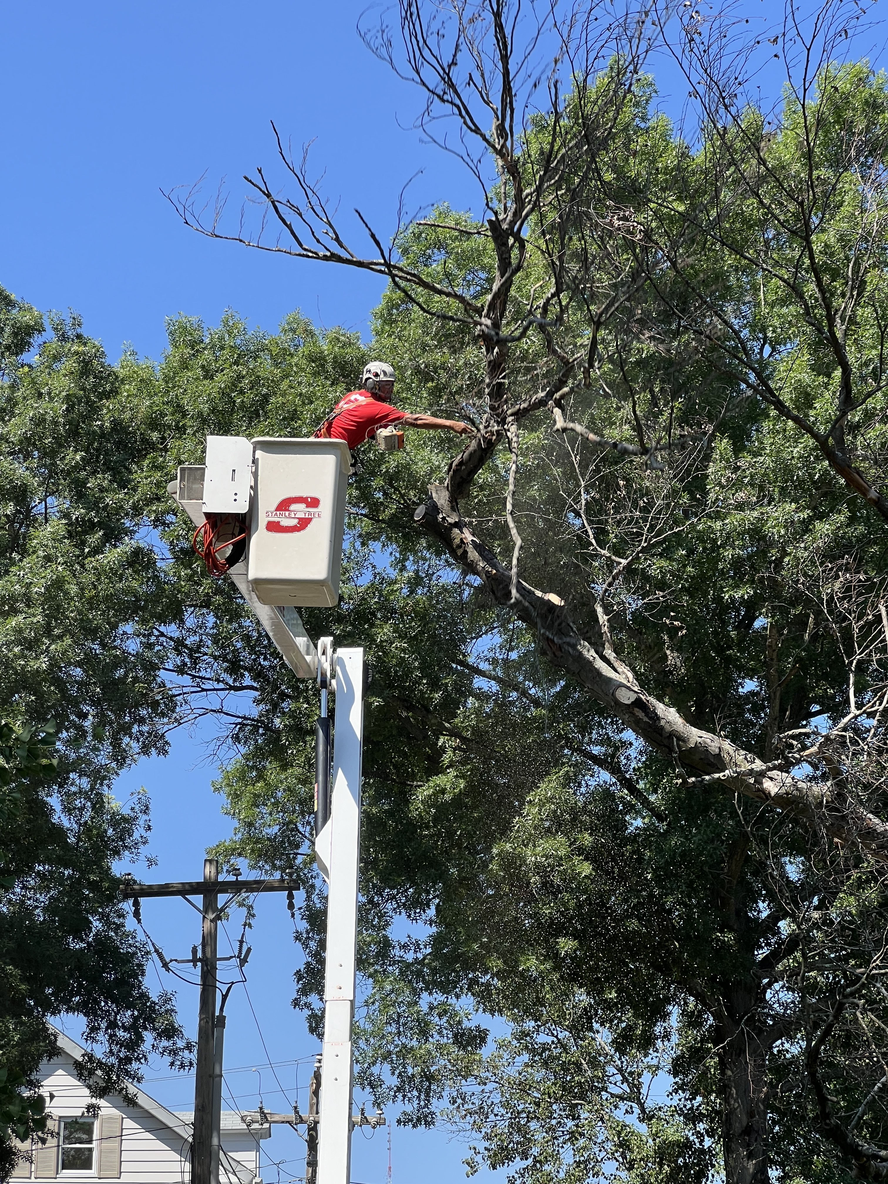 man in cherry picker truck identifying limb to cut