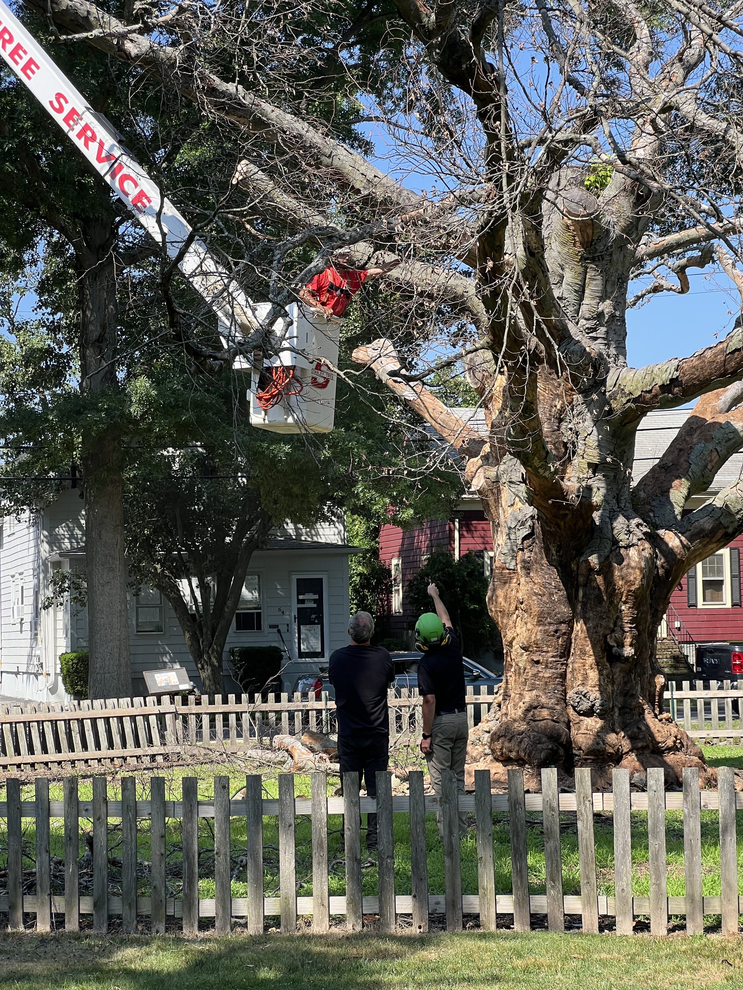 Sculptor and arborist discussing where to cut the dead limbs