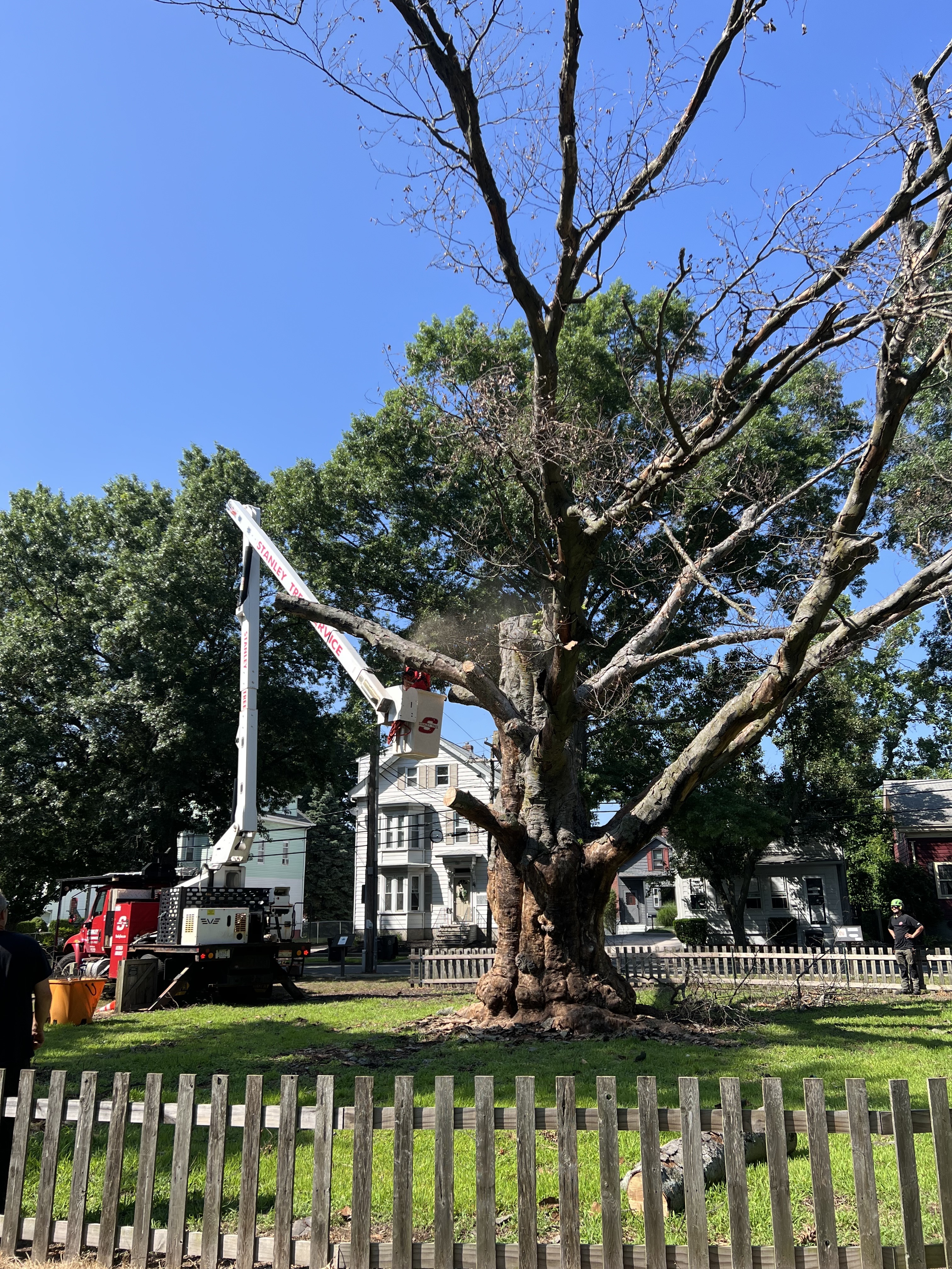 Tree worker cutting one of the limbs