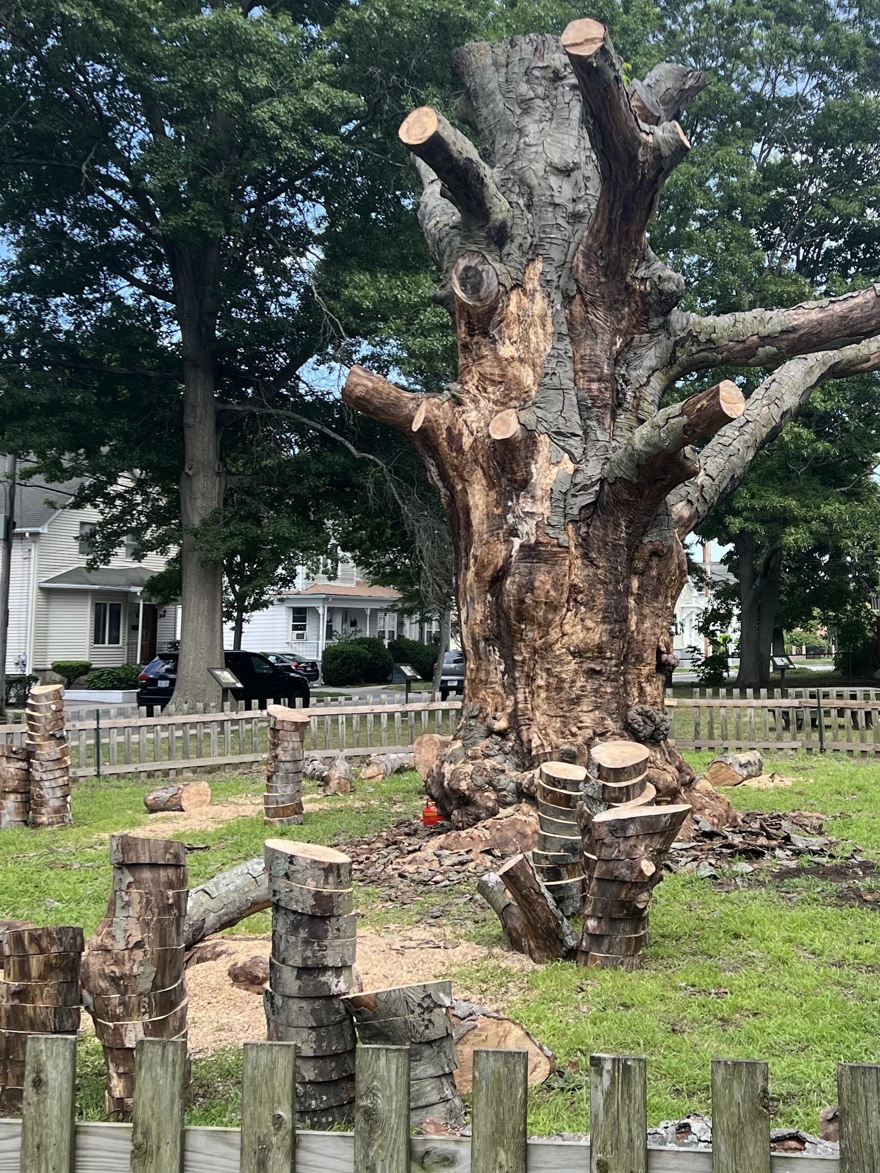 trimmed beech tree with piles of limb slices