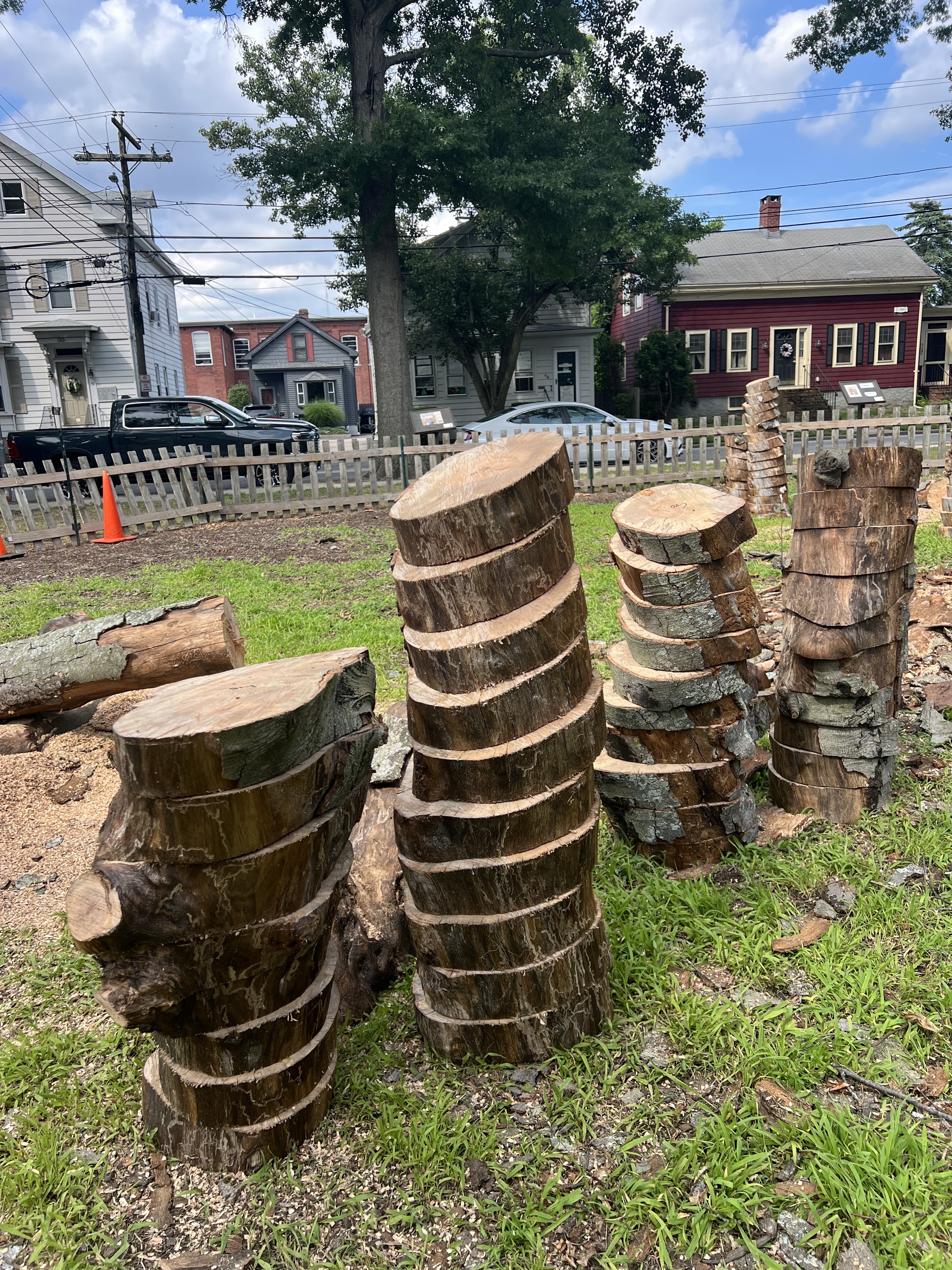 piles of beech tree limb slices