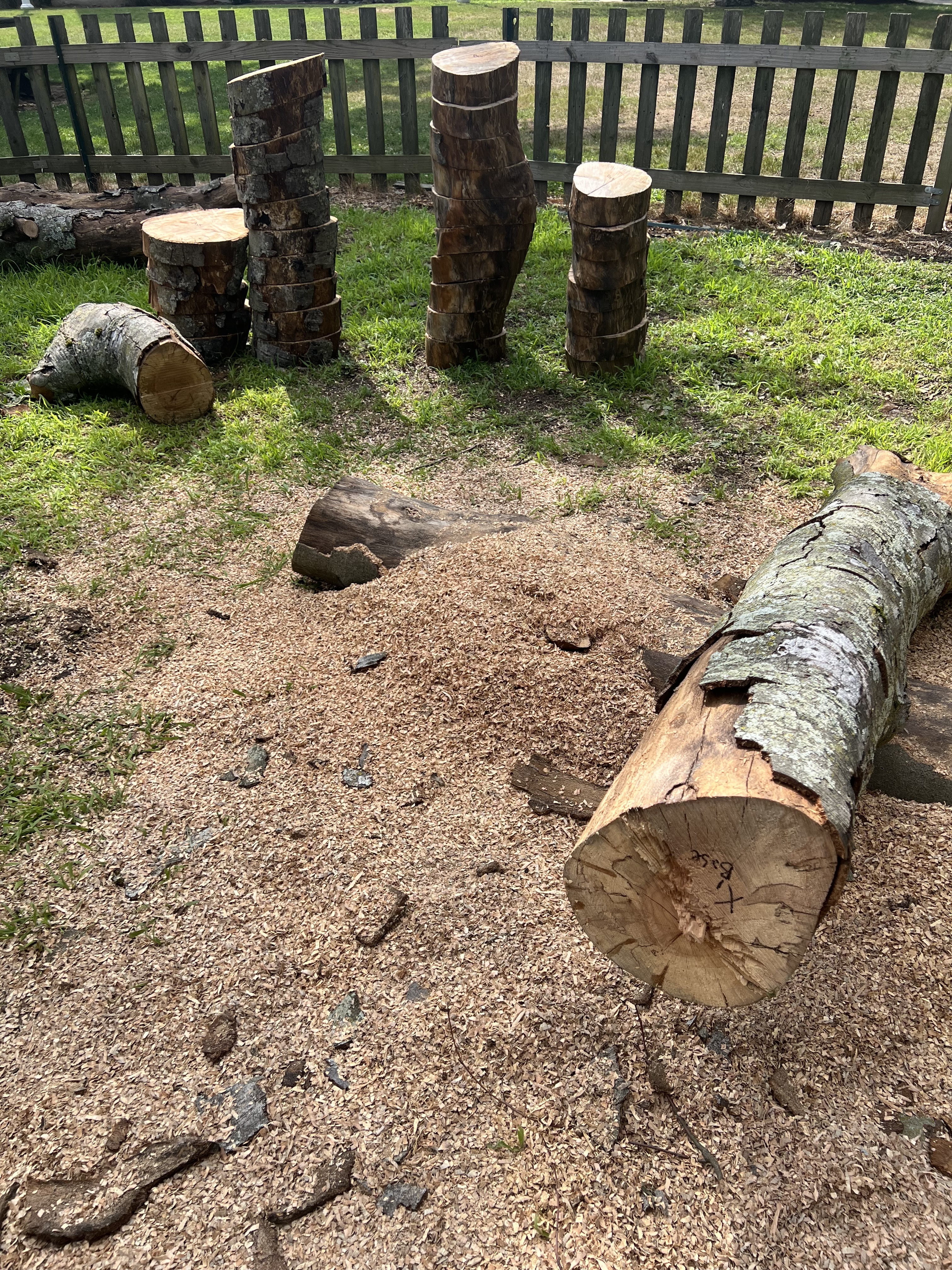 cut and marked tree limb near piles of limb slices