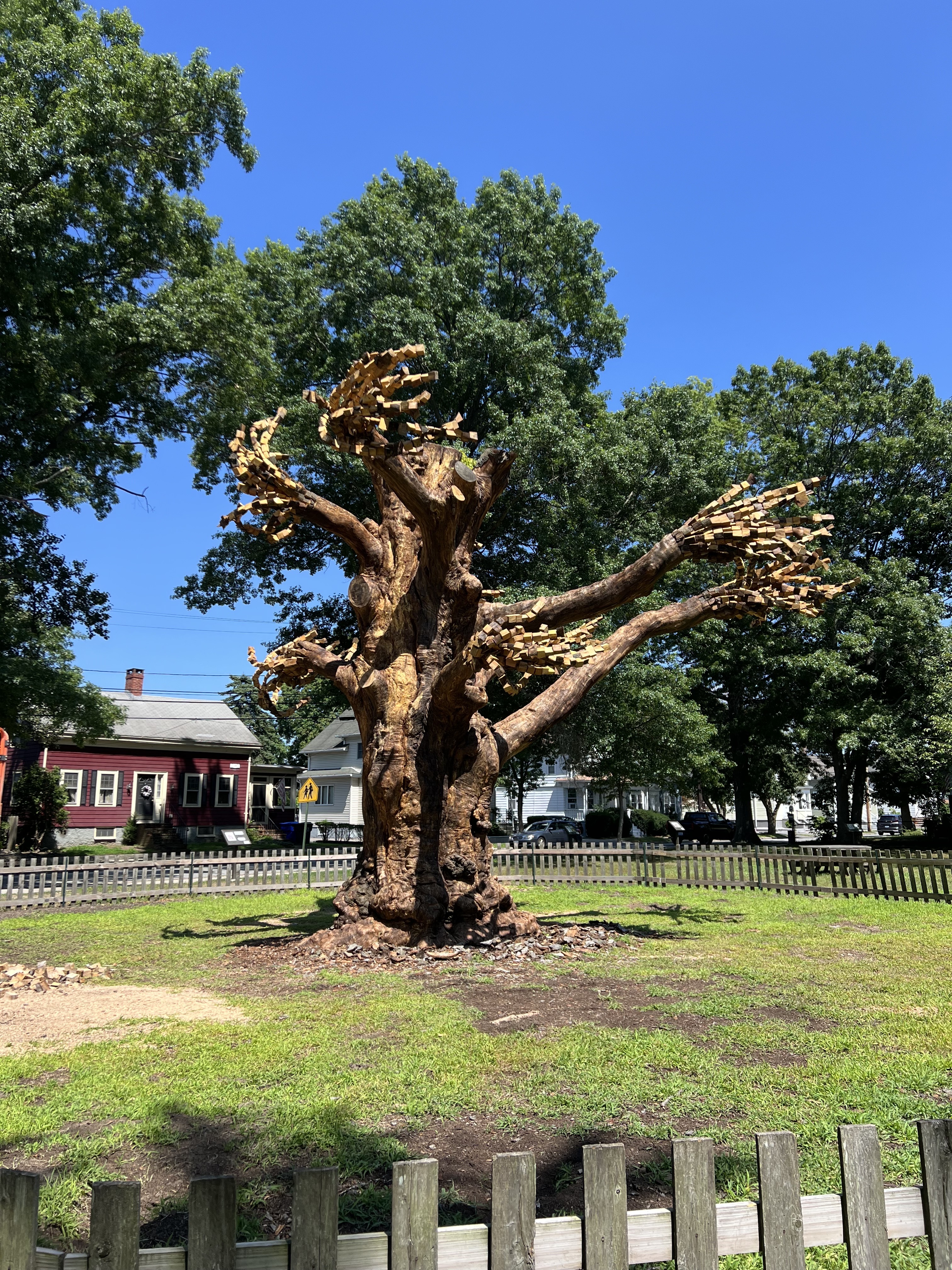 completed Beech tree scupture
