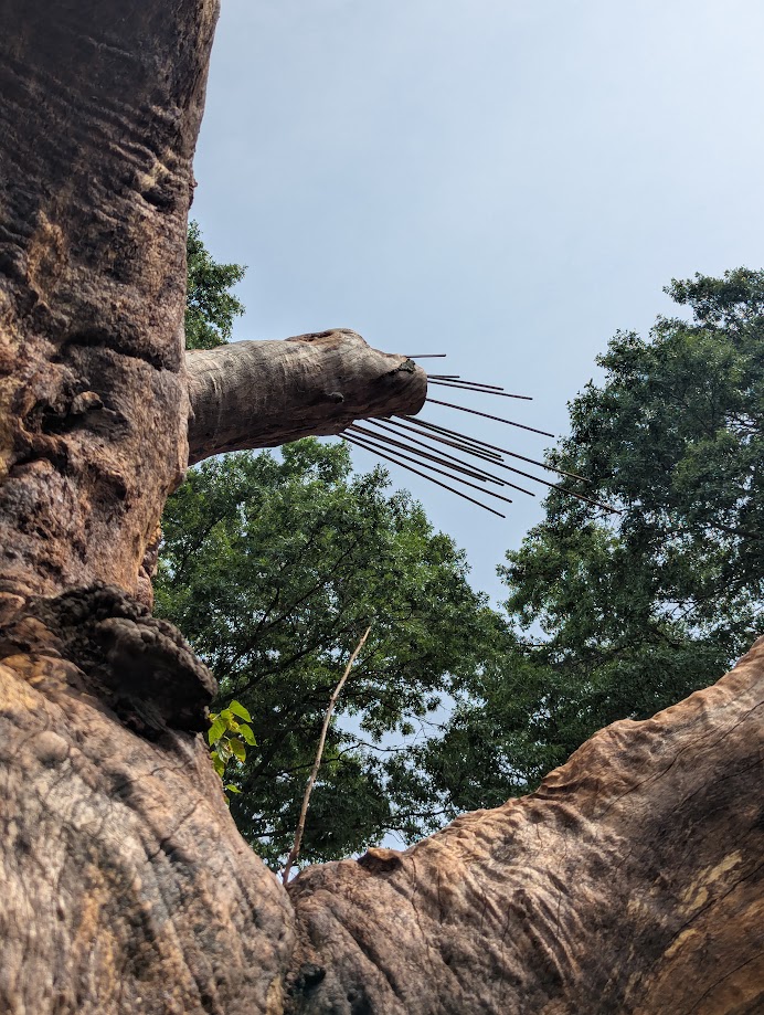 view of tree with rebars attached