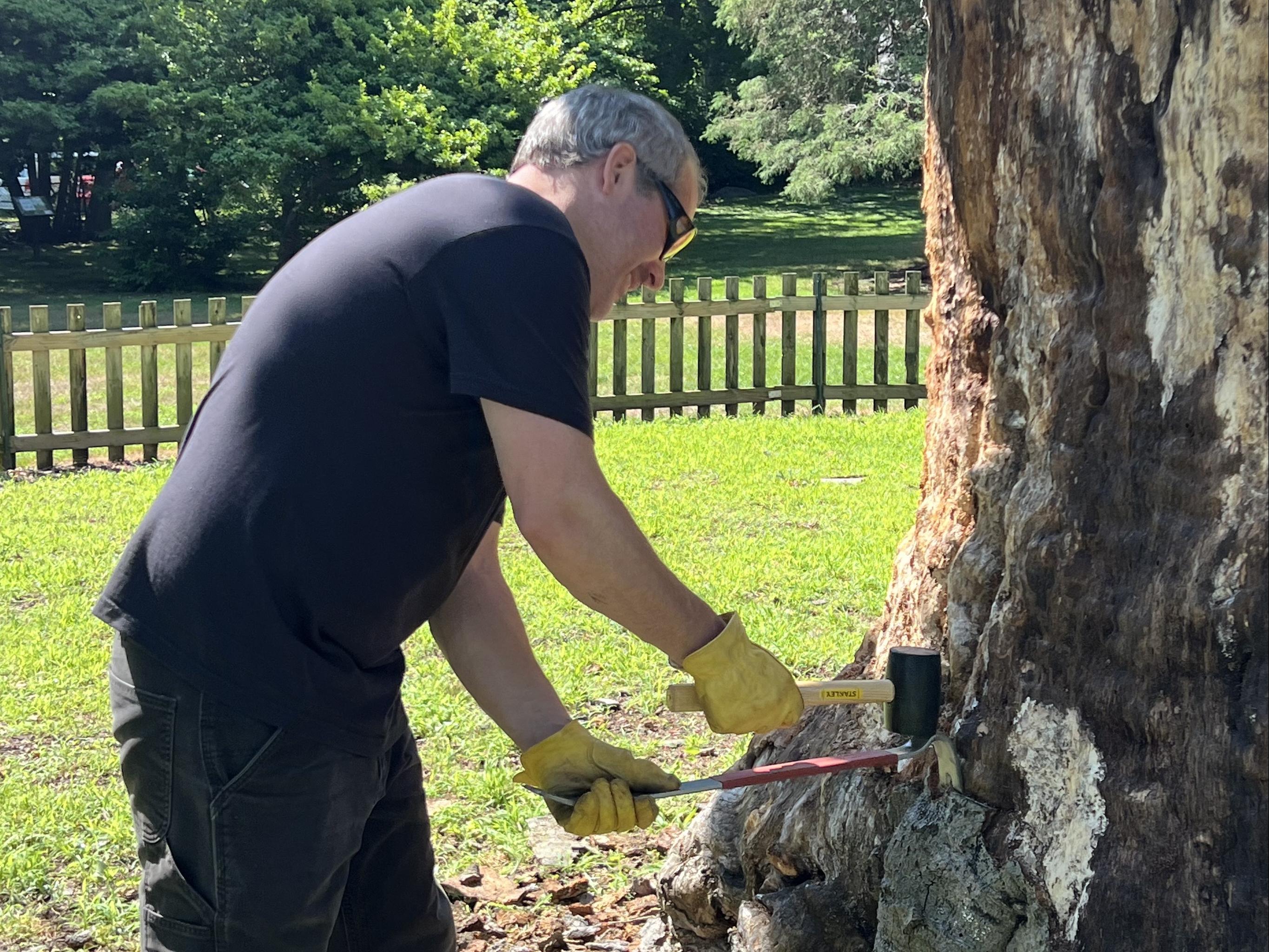 Sculptor Anthony Heinz May working on the Weaver Library beech tree.
