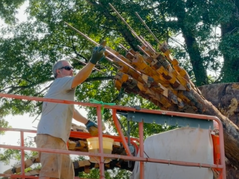 Anthony Heinz May reattaches limbs to tree sculpture