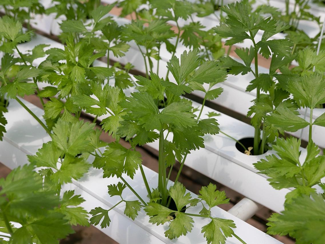 hydroponic plant